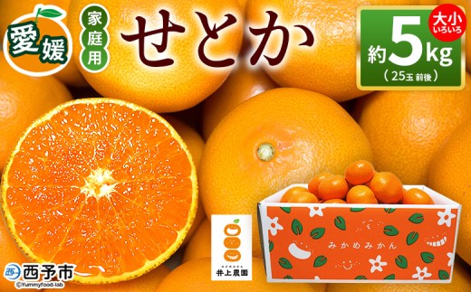 せとか 約5kg 家庭用＞ 訳あり 不揃い 25玉前後 お試し 柑橘 みかん