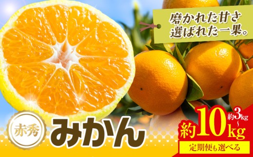 先行予約 赤秀 みかん 旬 柑橘 蜜柑 鶴田農園 選べる内容量 約3kg 5kg
