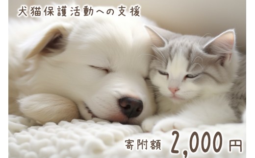 犬猫保護活動への支援 2000円 [NPO法人セブンデイズ 福岡県 筑紫野市