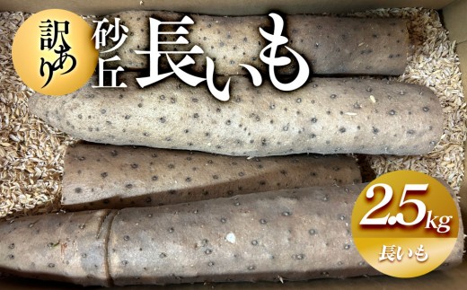 訳あり】砂丘長いも2.5kg 長芋 ながいも 鳥取県産 ※11月上旬頃～5月