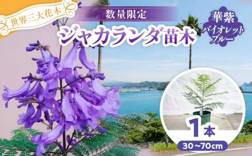 ≪世界三大花木≫ ジャカランダ 苗木 華紫バイオレットブルー 30cm