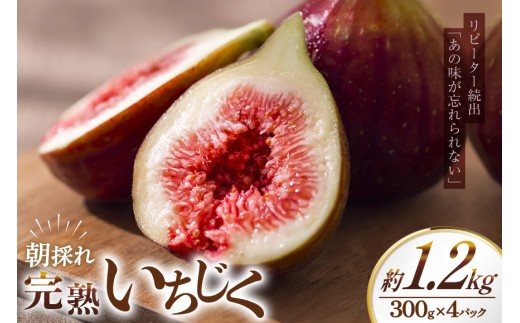 期間限定発送】 いちじく 生 完熟 約1.2kg (300g×4パック) [モア