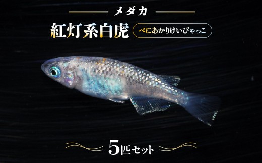 �ԗ�i�摜