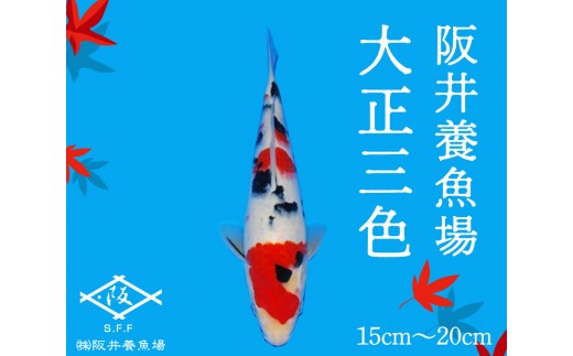 阪井養魚場 錦鯉 大正三色 当歳 1匹 ※写真は令和4年度に実際に寄附者