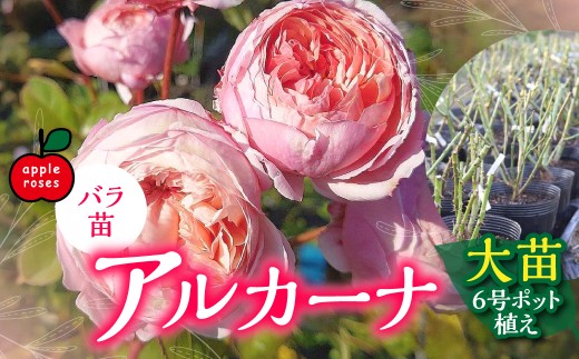 Apple Roses】バラ苗『アルカーナ』大苗6号ポット植え HNNH002 - 埼玉