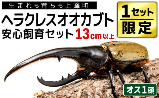 1セット限定！】完璧育成！上峰町産「ヘラクレスオオカブト」 N-95