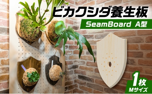 特大ビカクシダ 木製ボード付き ビカクシダ板 SeamBoard A型 Mサイズ ビカクシダ コウモリラン 板付け
