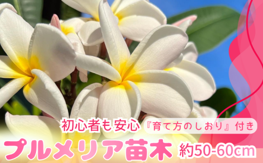 季節限定】種子島 プルメリア 苗木 1鉢 NFN672 【300pt