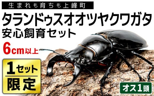 タランドゥスツヤクワガタ 2005 夏限定デザイン ARS10 PSA10相当 ムシキング 2005年 夏限定デザインカードタランドゥスツヤクワガタ 029