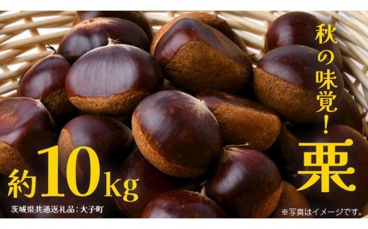 栗 10kg 【2026年9月上旬発送開始】(茨城県共通返礼品：大子町) くり