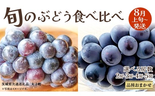 選べる 房数 》旬な ぶどう 食べ比べ 700g × 2房 / 3房 / 4房 / 5房