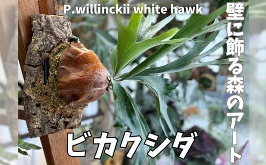 ビカクシダ(コウモリラン)ホワイトホーク P. willinckii white hawk