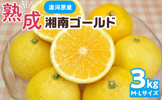 希少フルーツ】熟成・湘南ゴールド(L・Mサイズ)3kg 2027年3月上旬～3月