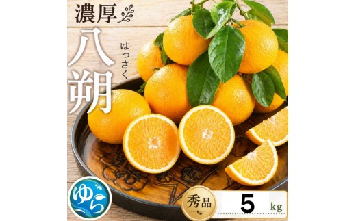 八朔 秀品 5kg サイズおまかせ（L～M）【2026年2月中旬頃から5月下旬