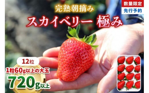 いちご 完熟 朝摘み スカイベリー 極み 12粒 【2027年 先行予約