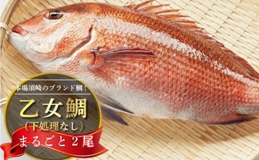 鯛 まるごと 2尾 ( 2kg ～ 2.5kg ) 産地直送 高知県 乙女鯛 小島水産