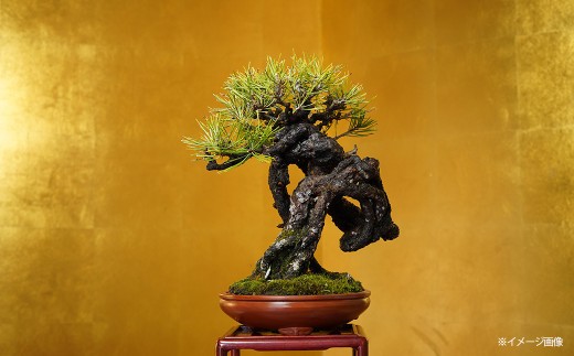 赤松盆栽　極上品　22 sd1_2b2fd66146db2d6dfe1e544a49