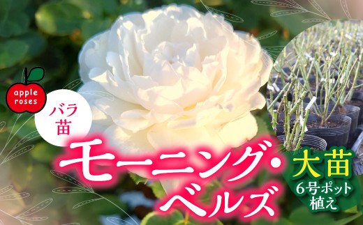 Apple Roses】バラ苗『モーニング・ベルズ』大苗6号ポット植え HNNH040