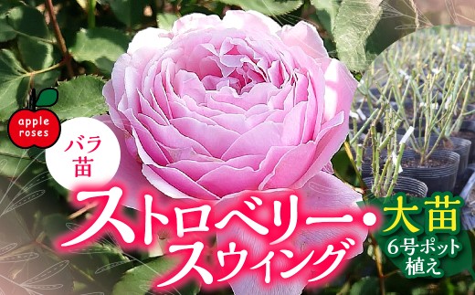 Apple Roses】バラ苗『ストロベリー・スウィング』大苗6号ポット植え