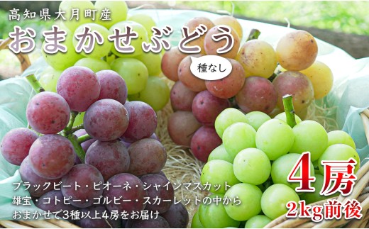 2026年8・9月発送】ぶどう 種なし おまかせ 4房 (2kg) シャイン