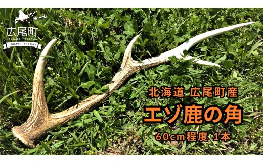 蝦夷鹿の角11本 シカ角 【公式通販】