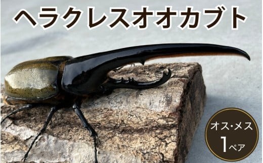 ヘラクレスオオカブト 成虫ペア オス（150mm台）メス（60mm以上