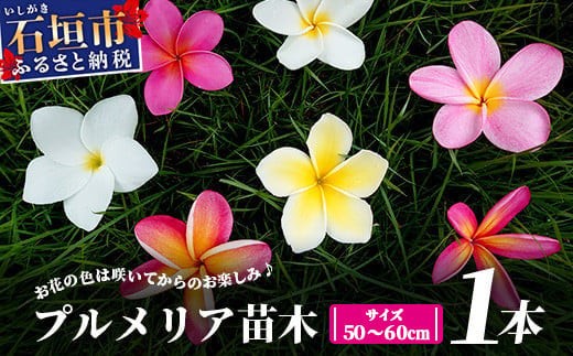 プルメリア 苗 2026 石垣島産 プルメリア苗木1本(50～60cm) ＜2026年5月以降発送＞ | 石垣