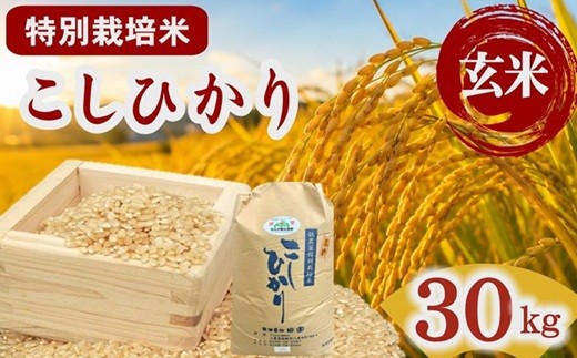 コシヒカリ（特別栽培米）玄米 30㎏【002115C】 - 三重県松阪市