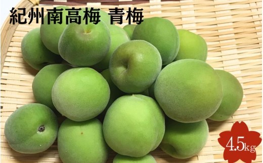 2026年分先行予約】紀州南高梅 青梅 4.5kg サイズ混合（箱込み）※2026
