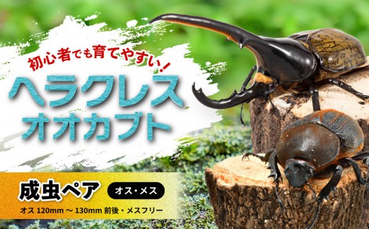 最終値下げ　ヘラクレスオオカブト　161mmペア 先行予約】ヘラクレスオオカブト ペア（オス120mm～130mm前後