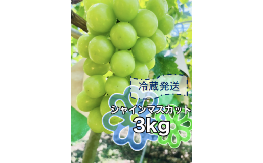 2026年発送先行予約＞クール便で新鮮にお届け！シャインマスカット 3kg