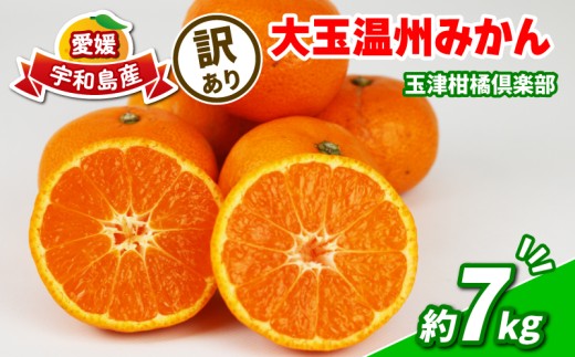 訳あり みかん 7kg 】 大玉 温州みかん 先行予約 玉津柑橘倶楽部 温州