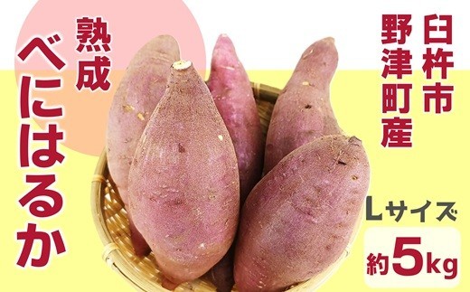 先行予約】《Lサイズ》 臼杵市野津町産 さつまいも べにはるか 5kg