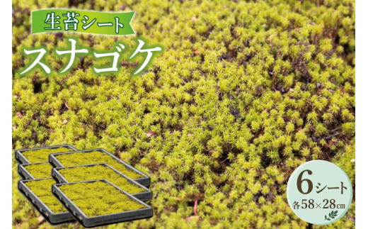 スナゴケ生苔6シート1セット - 兵庫県三木市｜ふるさとチョイス