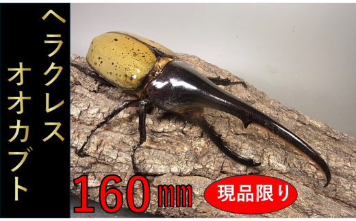 現品限り＞ヘラクレスオオカブト♂160mm+♀セット N022-YE141 - 宮崎県