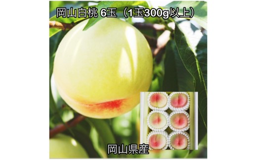 岡山白桃6玉(1玉300g以上)化粧箱入り岡山県産 - 岡山県井原市