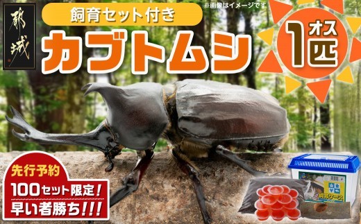 先行受付☆2026年6月以降お届け】カブトムシ(飼育セット付き) ※限定100