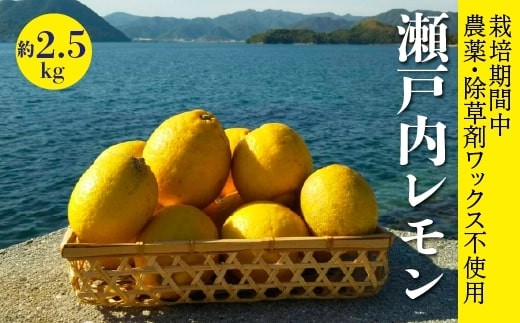 レモン【先行受付】【2026年12月以降発送】【栽培期間中 農薬・除草剤