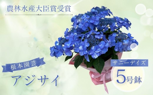 先行予約】アジサイ サニーデイズ (ブルー系絞り) 5号鉢 | 花 お花