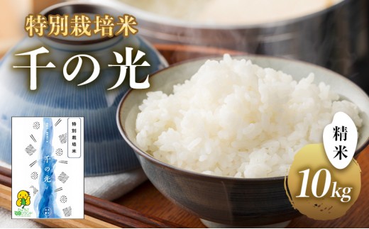特別栽培米 「 千の光 」 ( 精米 ) 10kg 米 お米 ごはん 特別栽培 兵庫