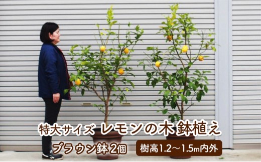 苗木 レモン 特大サイズ レモンの木 鉢植え ブラウン鉢 2個 植物