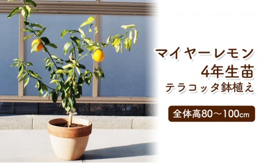 4本セット苗　　柑橘苗　レモン苗木 4本セット苗 柑橘苗 レモン苗木 苗