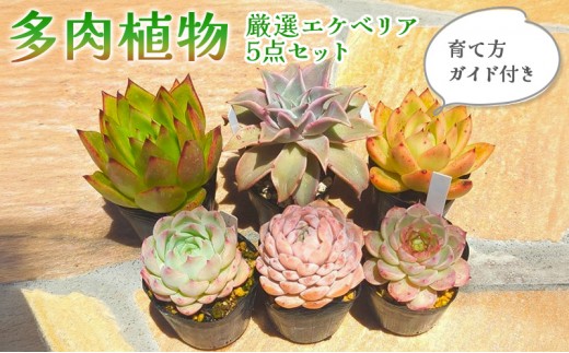 ご確認用　多肉 多肉植物 厳選エケベリア5点セット(育て方ガイド付き) - 滋賀県米原市