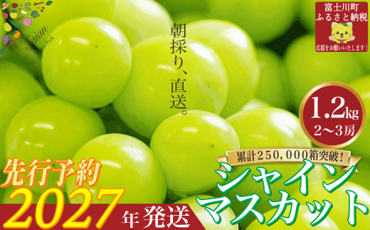 2027年発送分 先行予約】 シャインマスカット 1.2kg（2～3房） 8月中旬