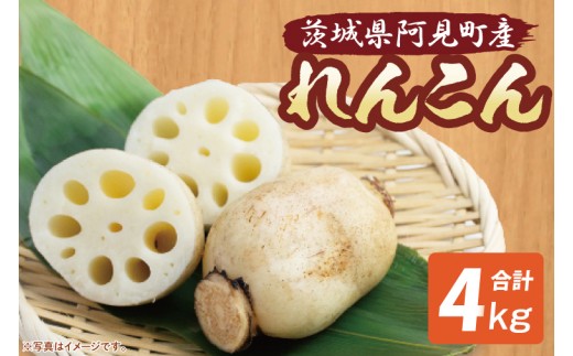 れんこん 4kg 蓮根 レンコン 野菜 エコ栽培 国産 茨城県産 茨城県 阿見