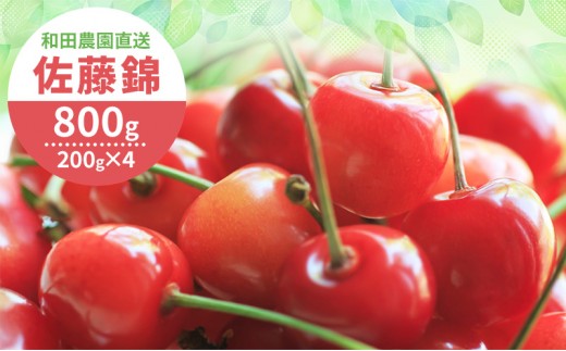 2027年発送] 北海道 仁木町産 さくらんぼ 佐藤錦 800g（400g×2パック