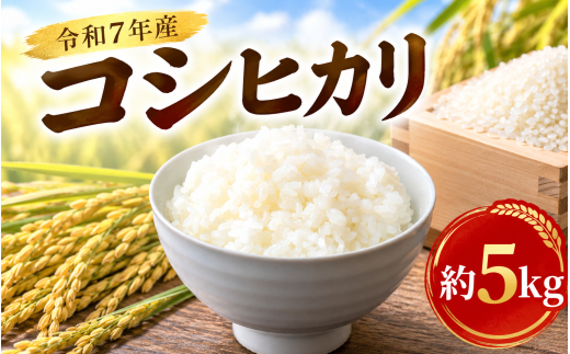 精米 コシヒカリ 5kg お米 数量限定 ご飯 白米 期間限定 2025年産 R7産