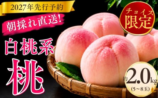2027年先行予約】桃 約2.0kg（5～8玉）白桃 系 山梨 桃 もも モモ 桃