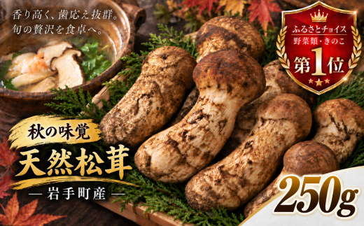 2027年10月頃発送】岩手町産 天然松茸 250g 贈答 ギフト 産地直送 天然