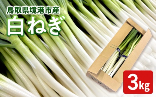 11月上旬～4月下旬発送予定＞白ねぎ(3kg) 【鳥取県 境港市】 - 鳥取県